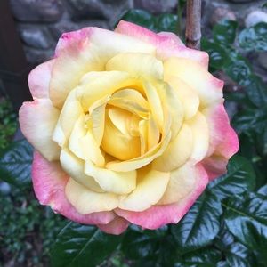 Meet your Posher, Rosanne